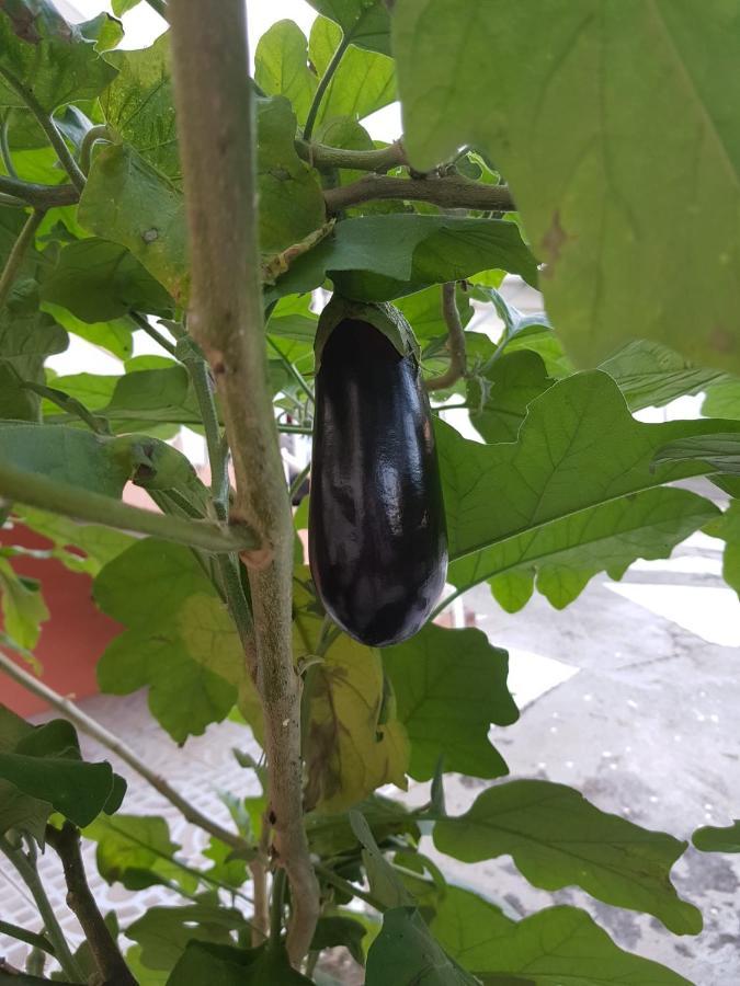 La Maison Aux Orchidees プティ・ブール エクステリア 写真