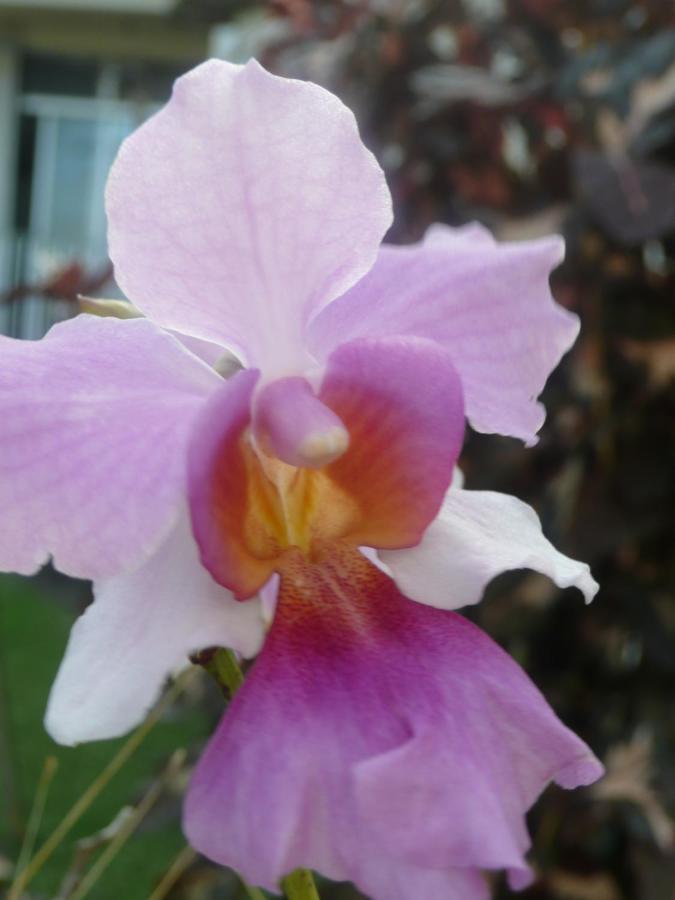 La Maison Aux Orchidees プティ・ブール エクステリア 写真